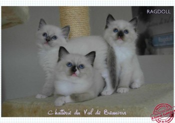 chatons mâles - portée Ginger 6 semaines - Chatterie Ragdolls du Val de Beauvoir